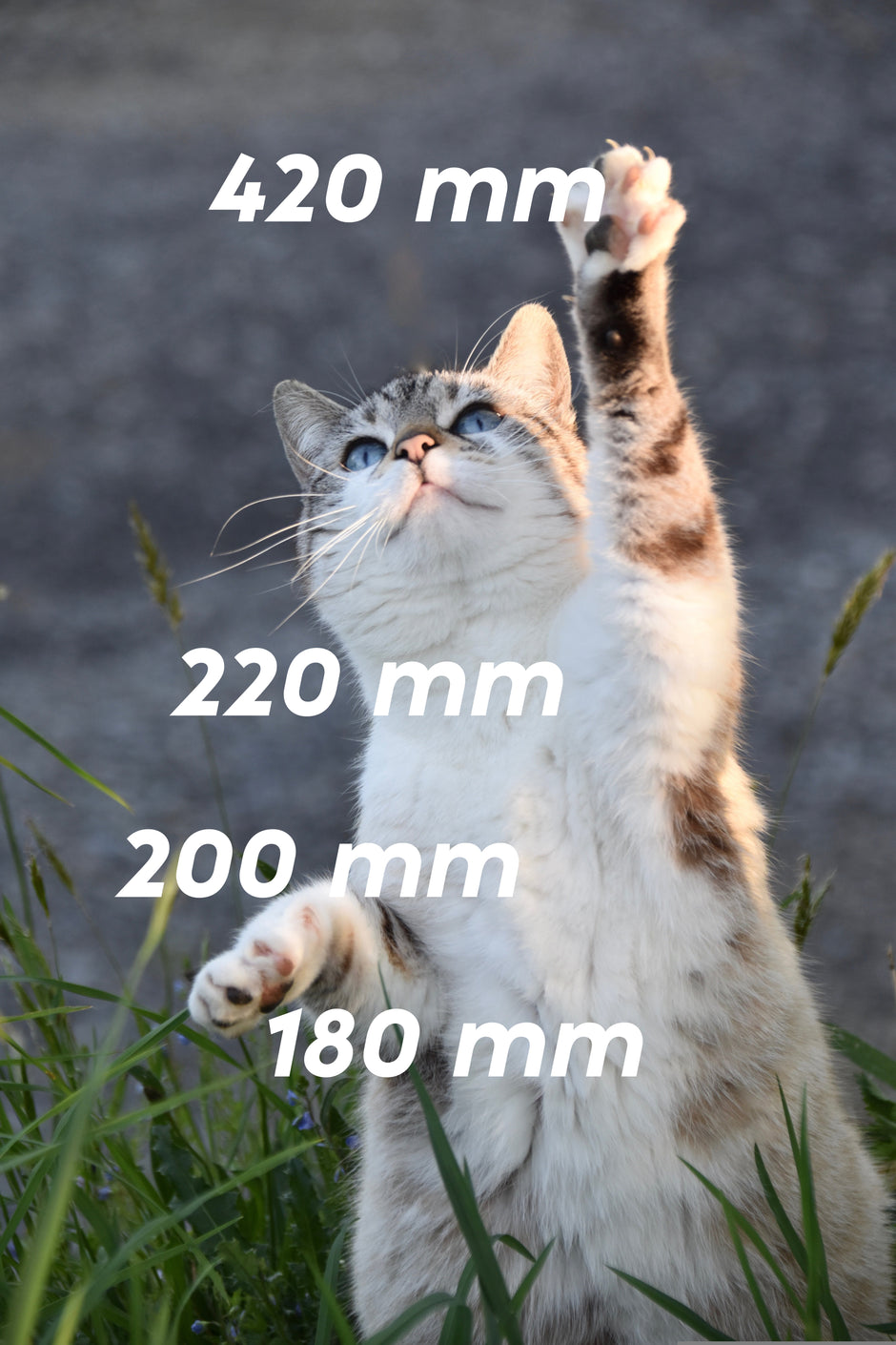 Tabby cat with white belly raises paw and shows four plate sizes stacked on top of each other in white lettering