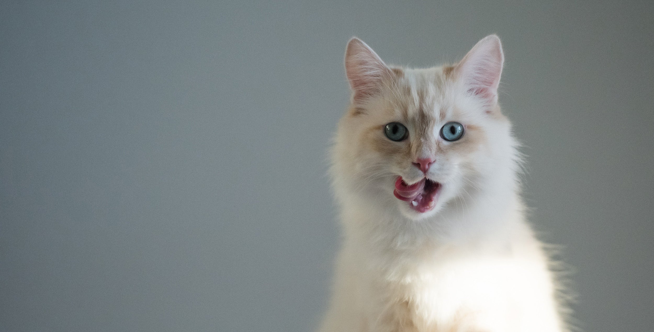 Close-up of a Burmese cat licking its mouth with relish