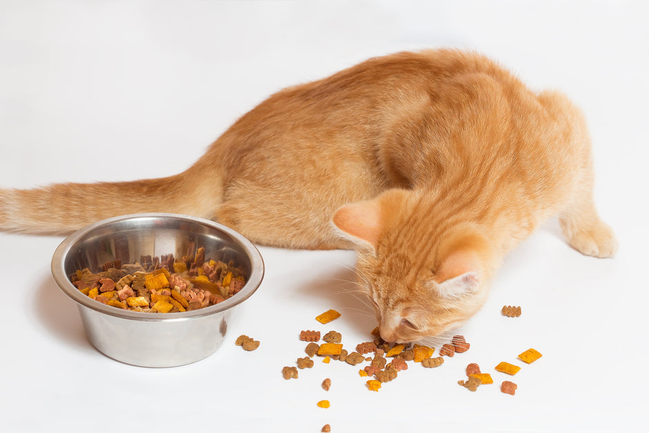 Orange cat eats dry food – taken from the narrow, tall metal food bowl – on the floor next to the bowl