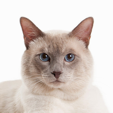 Rundes Bild Gesicht Thaikatze mit einer Schnurrhaarlänge bis ca. 7 cm