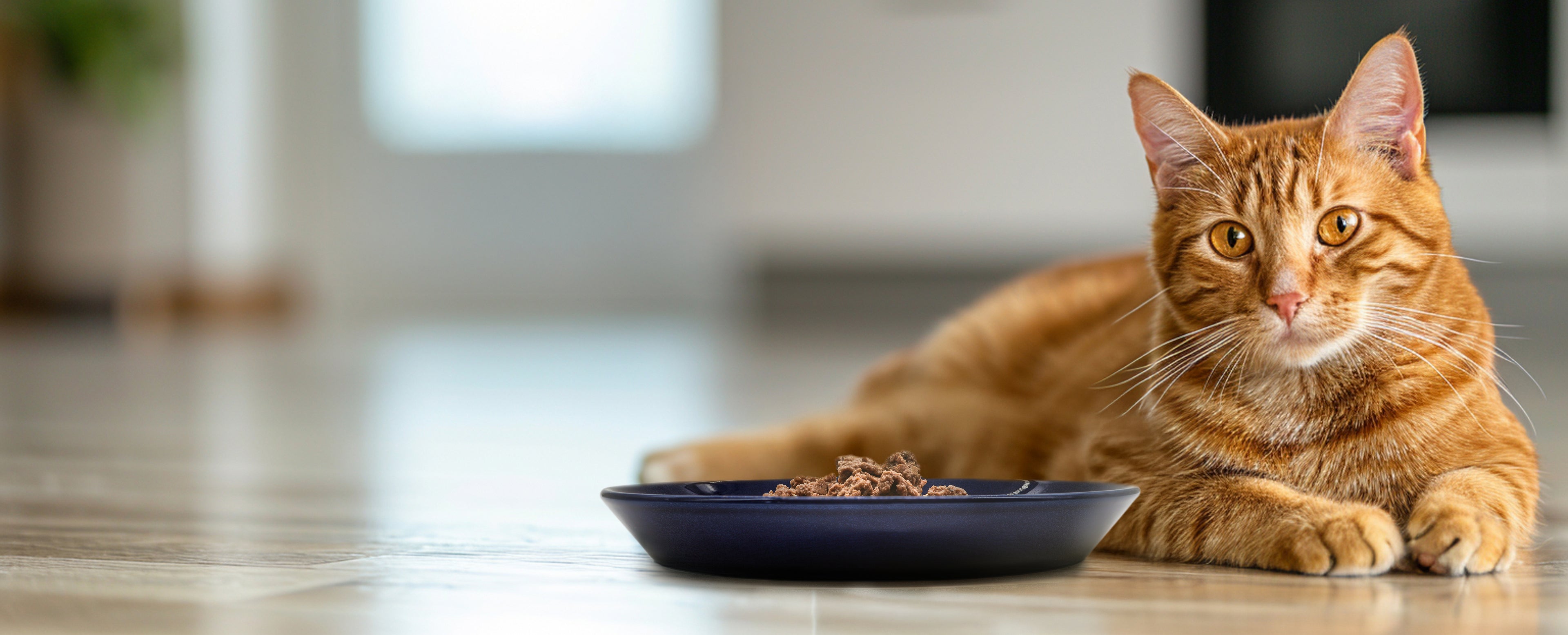 Front view of orange cat lying on the floor in the kitchen next to a dark blue cat plate filled with food