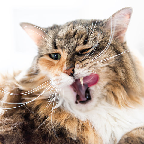 Round picture of the face of a Maine Coon cat with whiskers over approx. 9 cm long